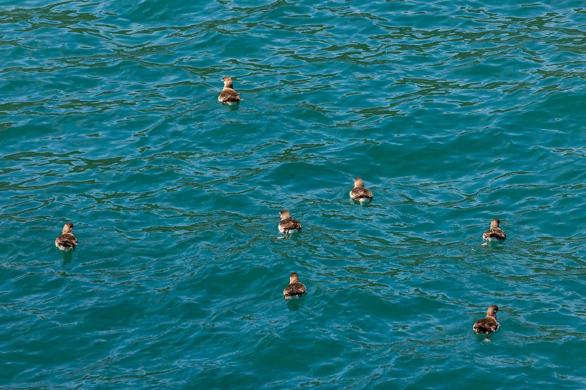 Буревісник австралійський - ML646767989