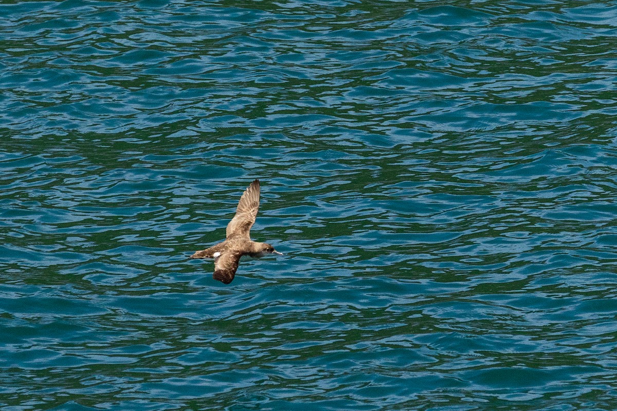 Буревісник австралійський - ML646767990