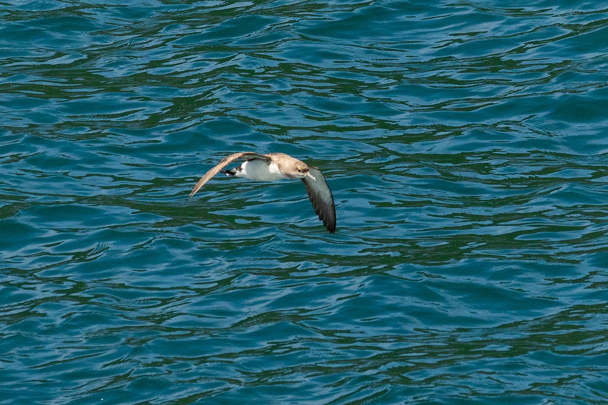 Буревісник австралійський - ML646767991