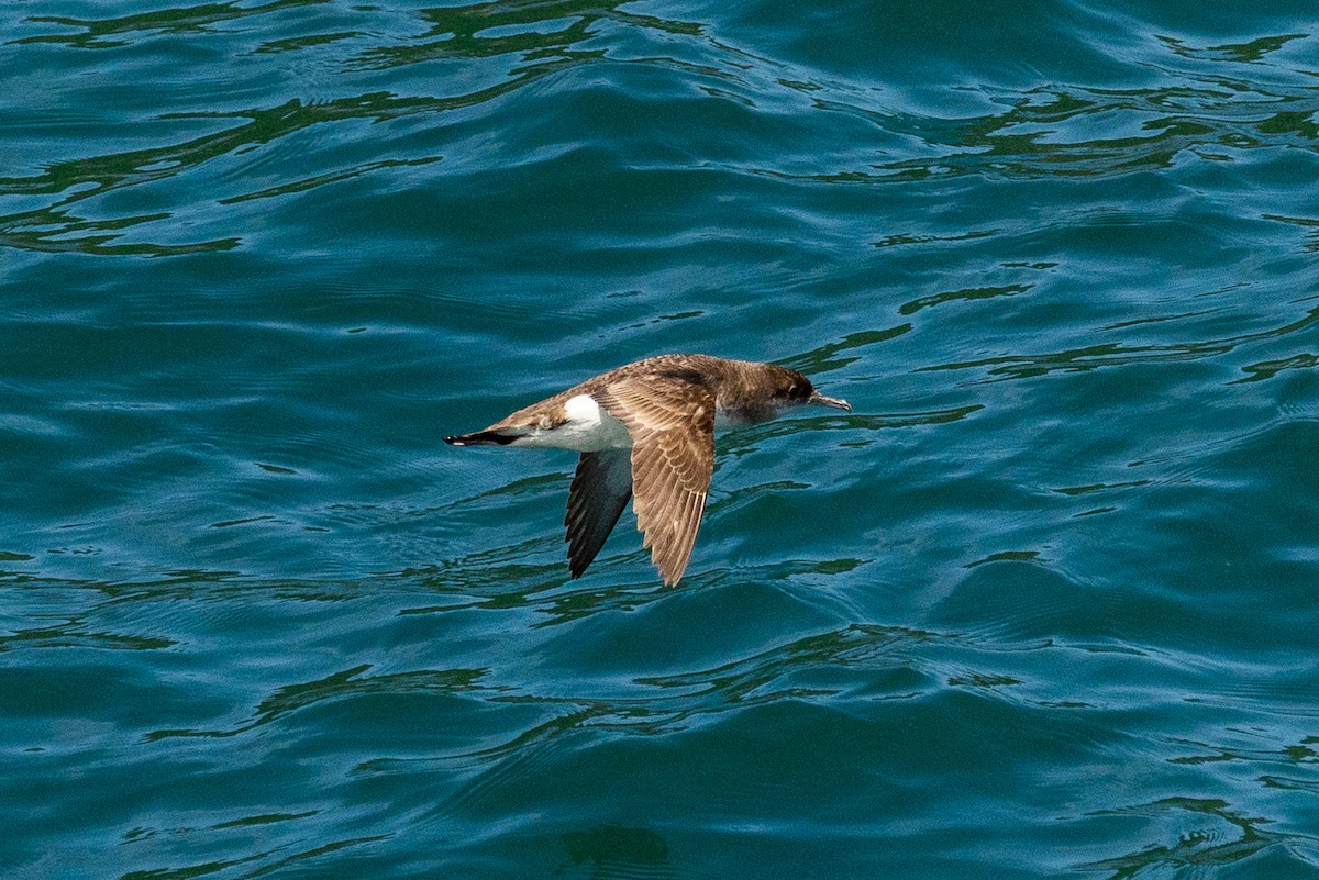 Буревісник австралійський - ML646767992