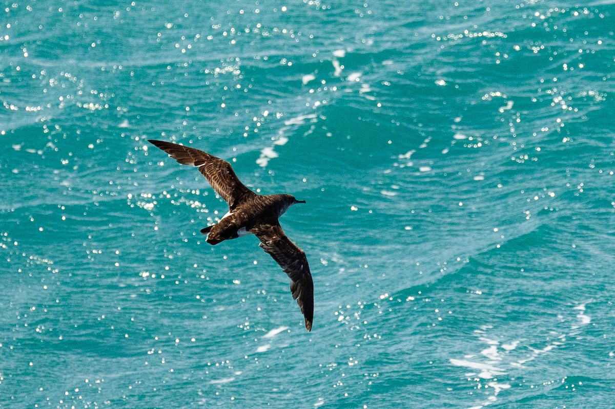 Буревісник австралійський - ML646767993