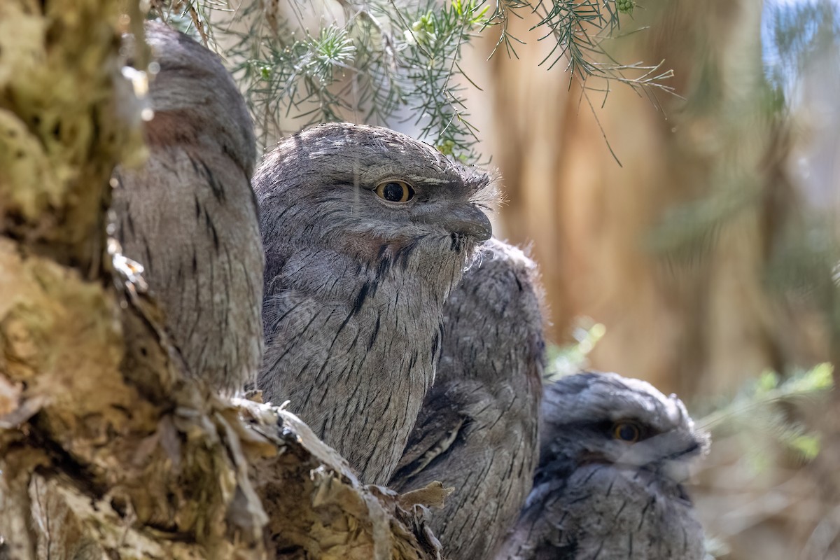 Tawny Frogmouth - ML646767995