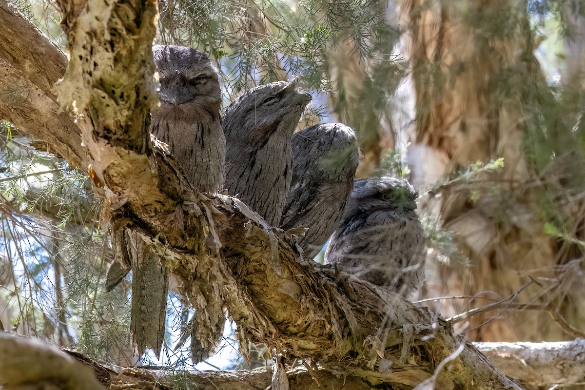 Tawny Frogmouth - ML646767996