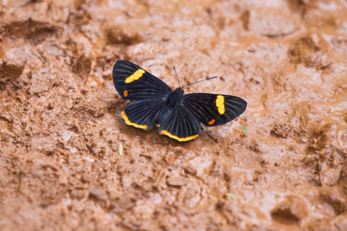 Lycisca Metalmark - ML646767997