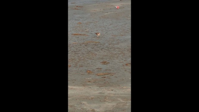 Малый зуёк - ML646768002