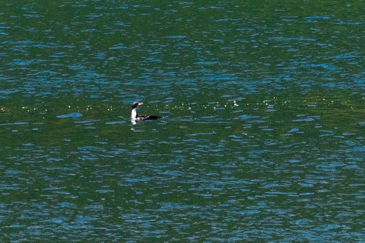 Баклан новозеландський - ML646768003