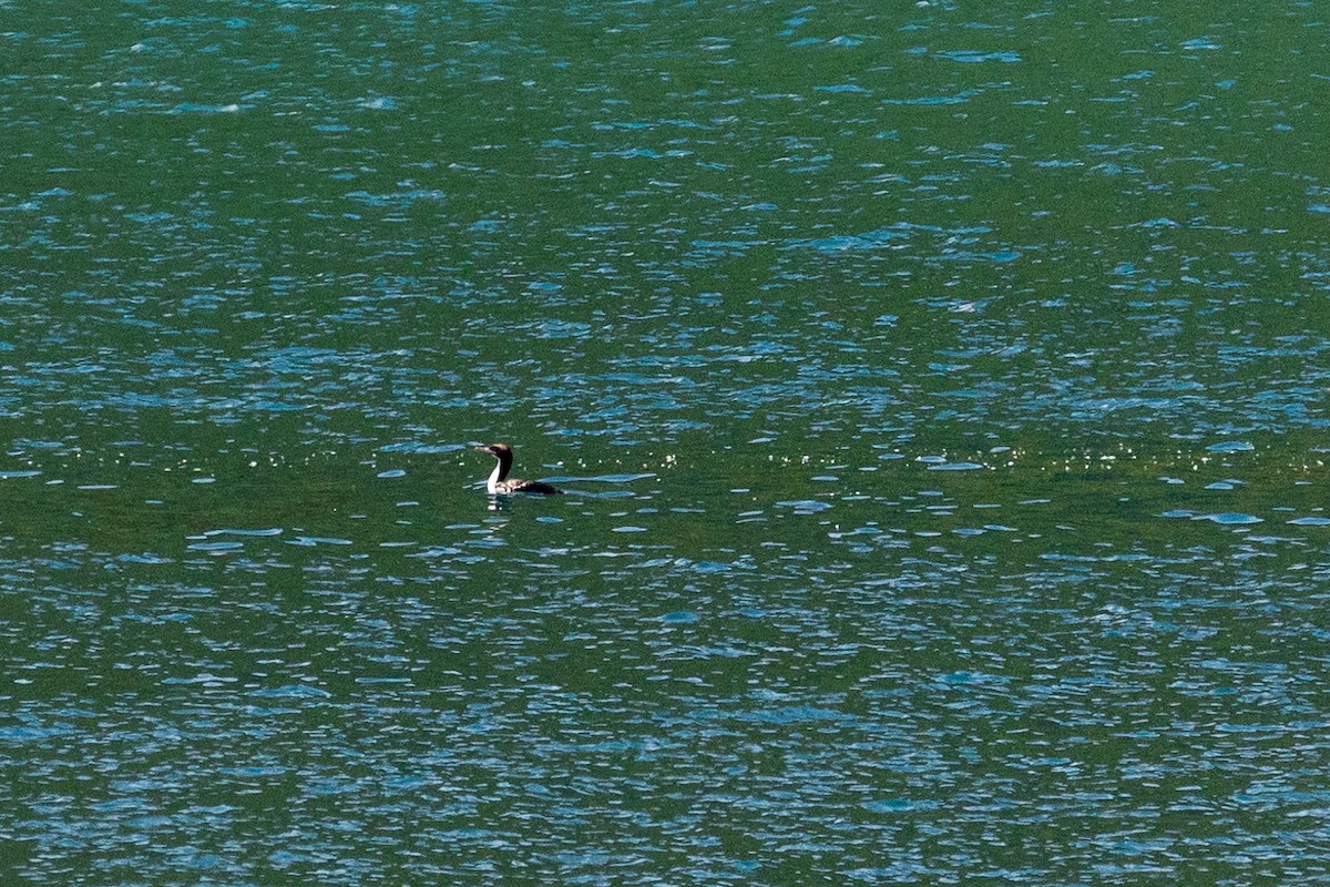 Баклан новозеландський - ML646768004