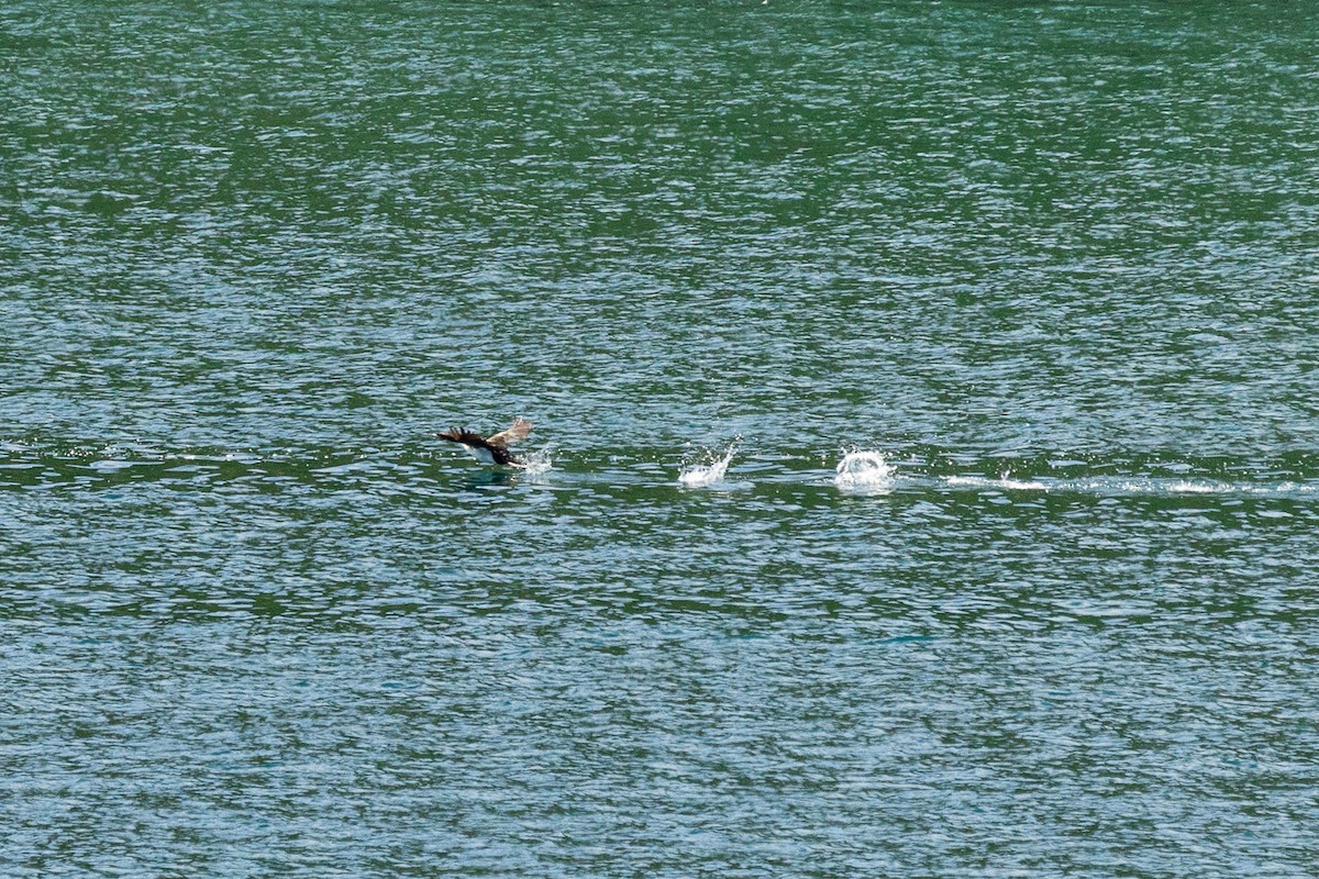 Баклан новозеландський - ML646768005