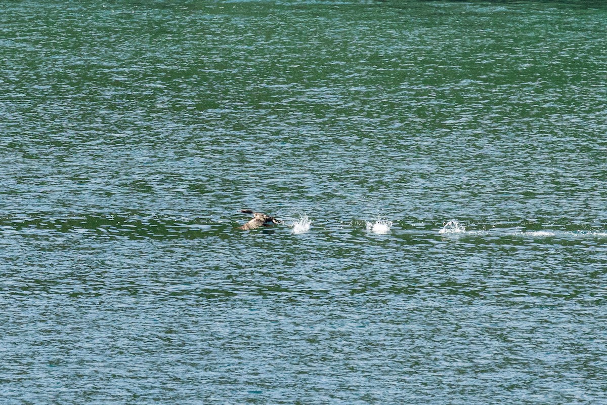 Баклан новозеландський - ML646768006