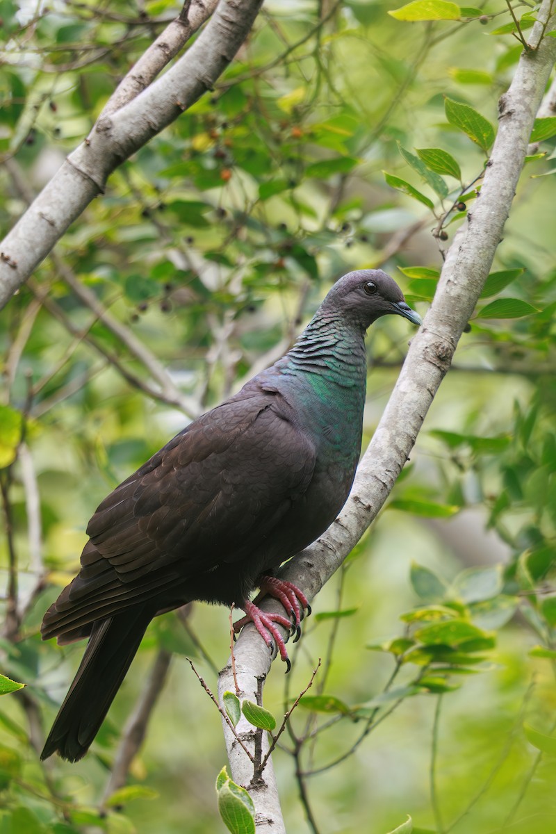 Black Wood-Pigeon - ML646768009