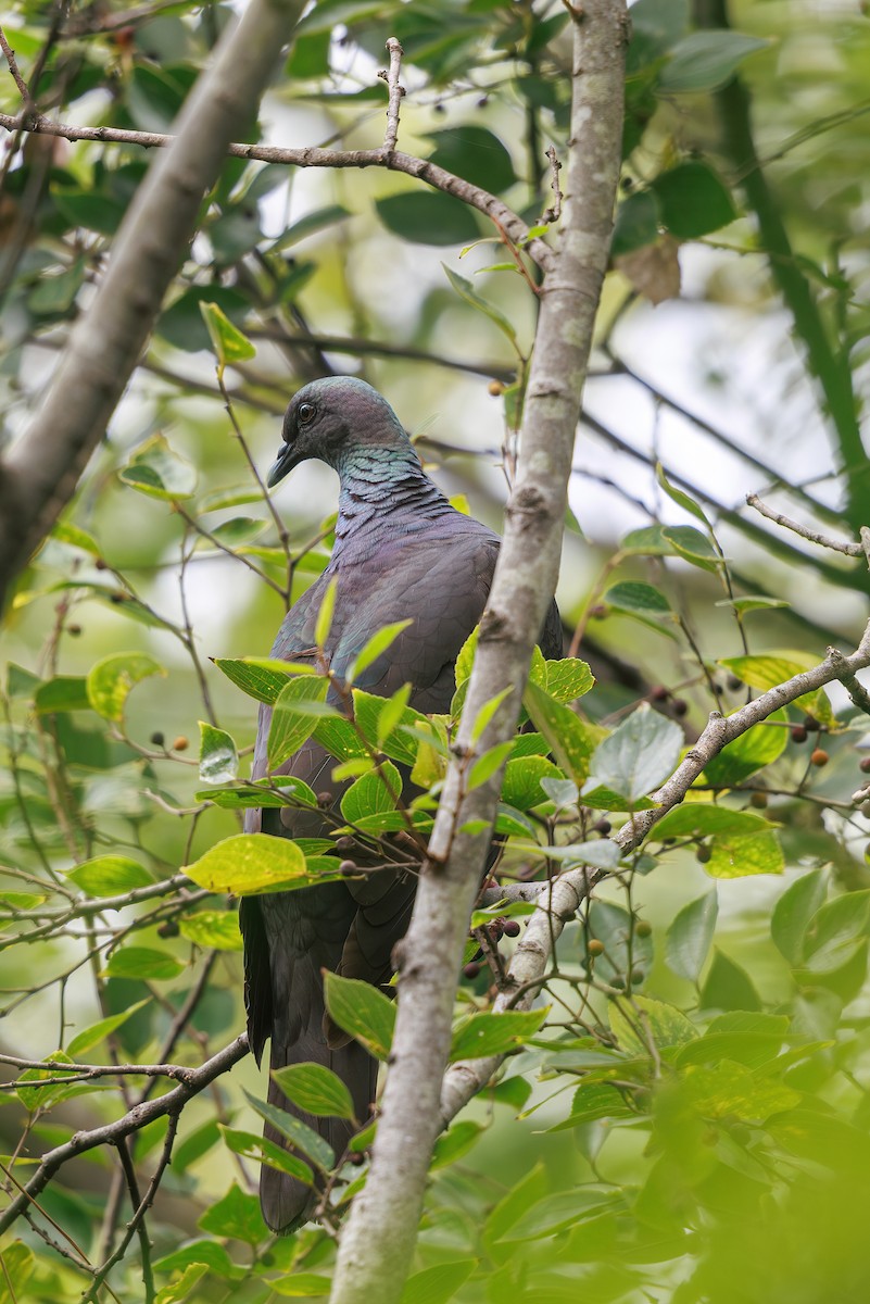 Black Wood-Pigeon - ML646768010