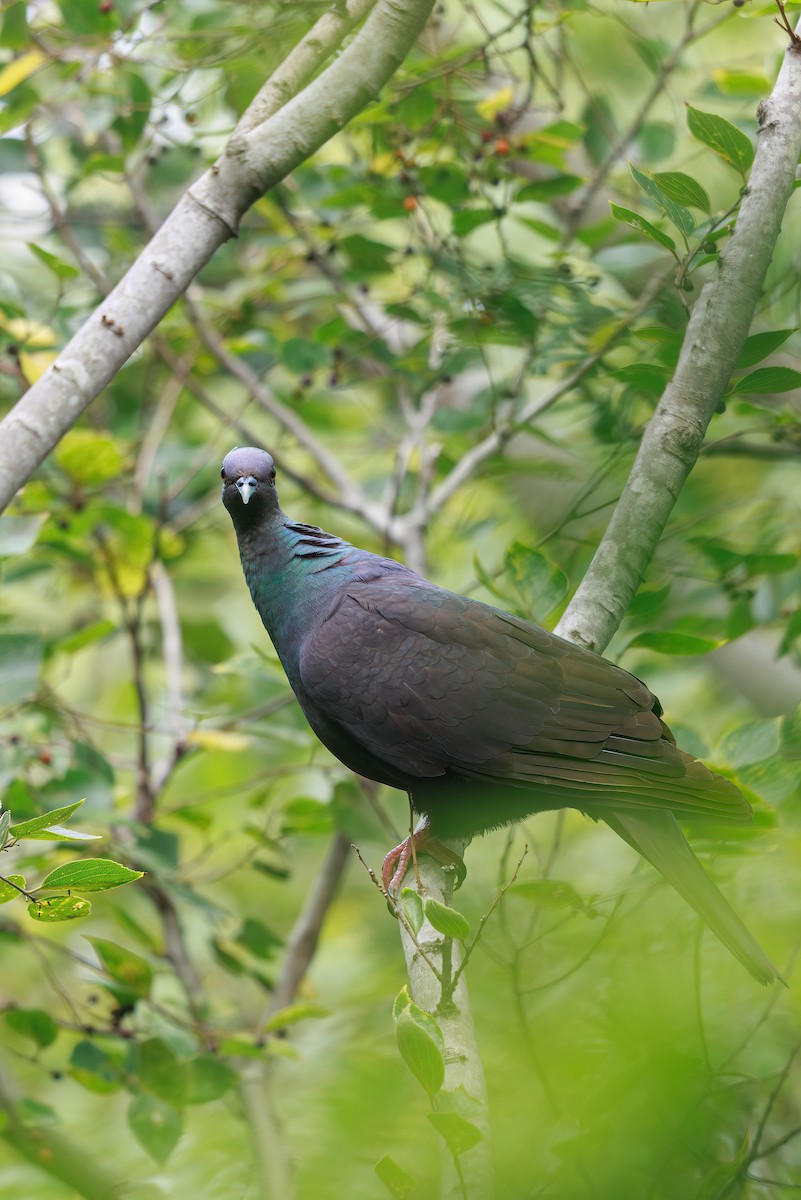 Black Wood-Pigeon - ML646768011