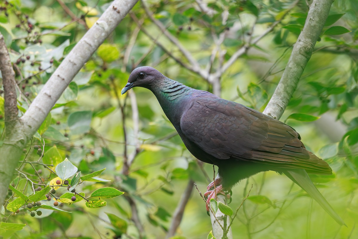 Black Wood-Pigeon - ML646768012