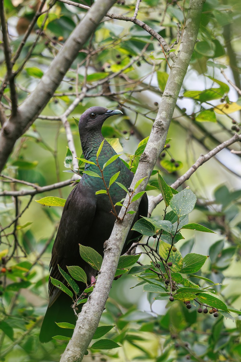 Black Wood-Pigeon - ML646768013