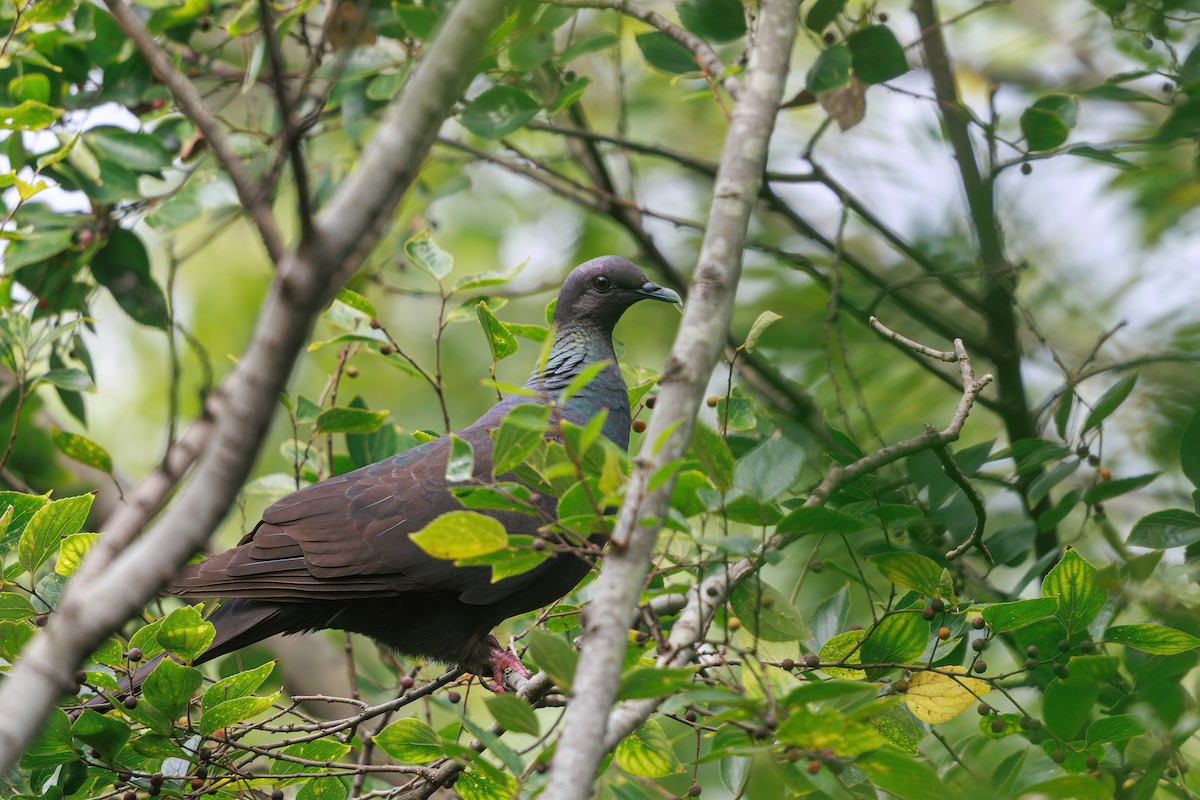 Black Wood-Pigeon - ML646768014