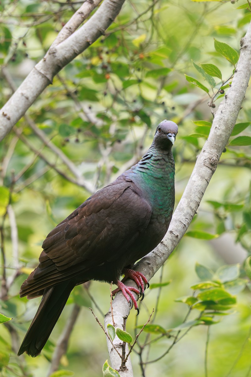 Black Wood-Pigeon - ML646768015
