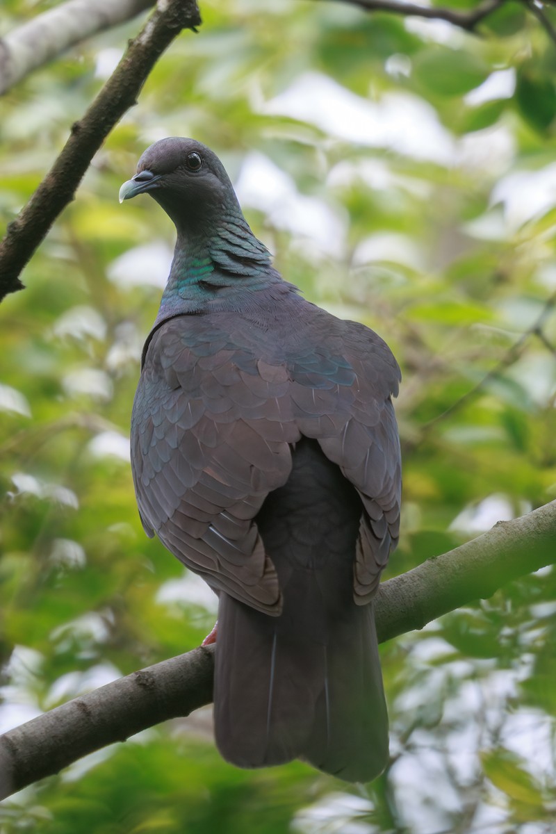 Black Wood-Pigeon - ML646768016