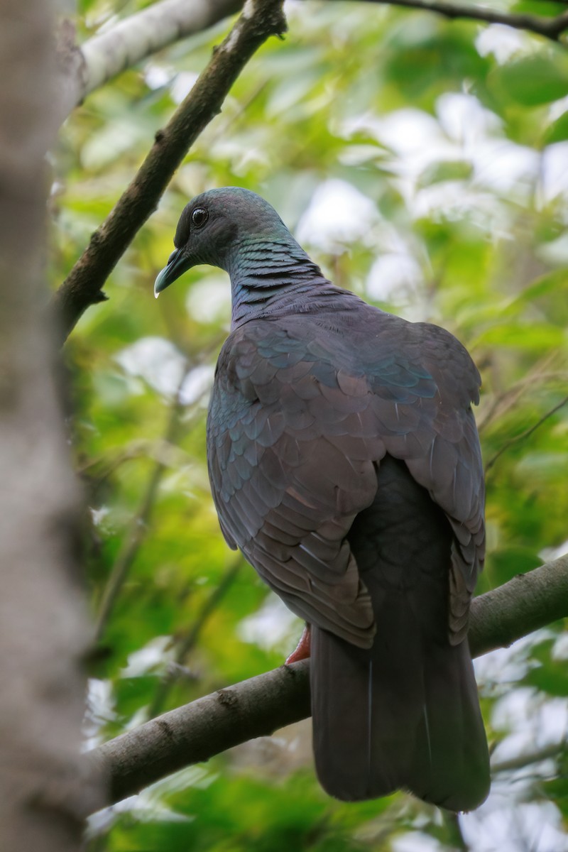 Black Wood-Pigeon - ML646768017