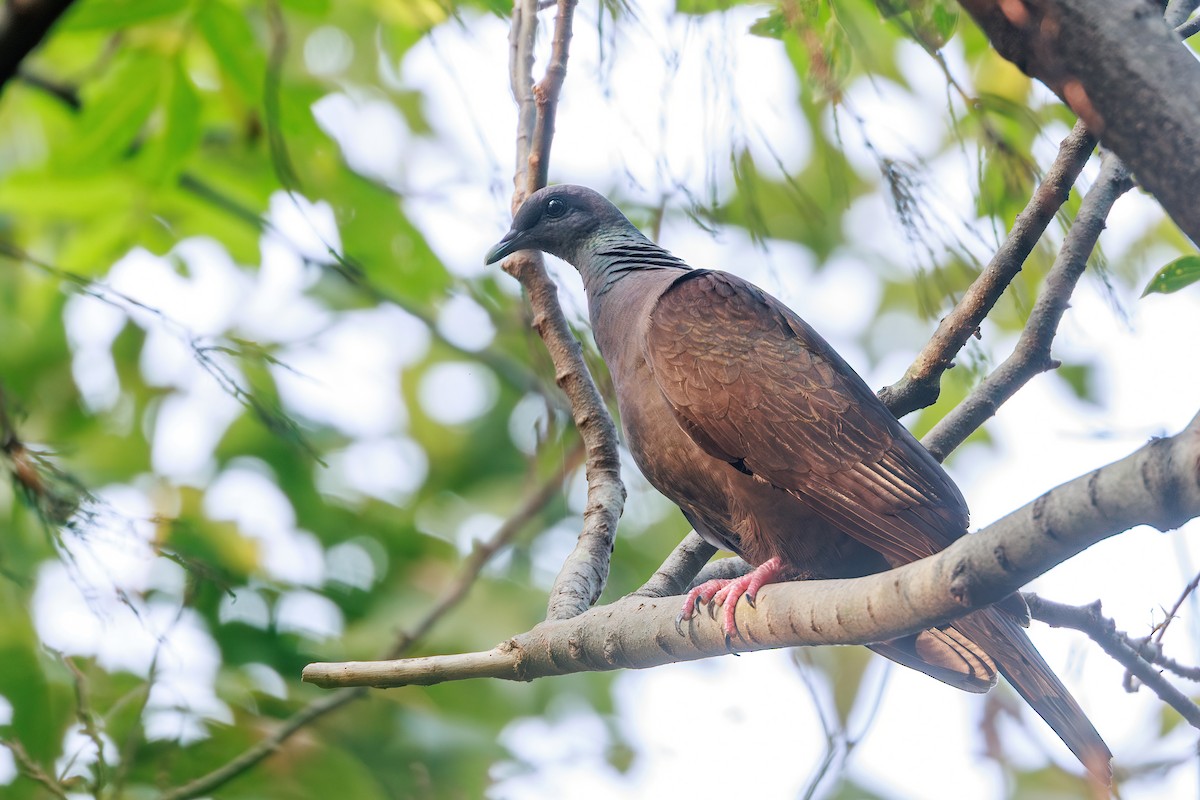 Black Wood-Pigeon - ML646768018