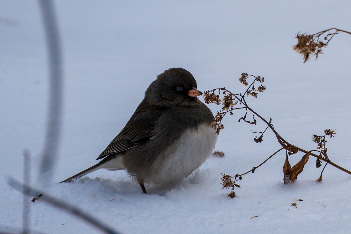 vinterjunko - ML646768019