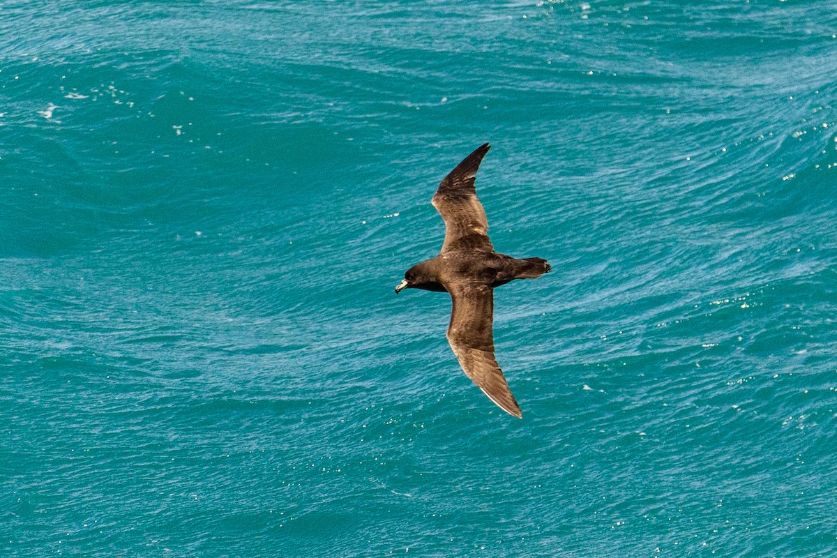 Буревісник білогорлий - ML646768020