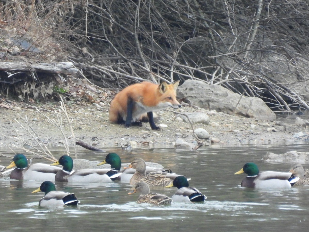 Zorro Rojo - ML646768021