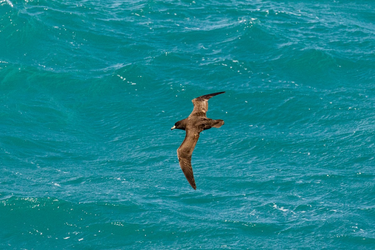 Буревісник білогорлий - ML646768022