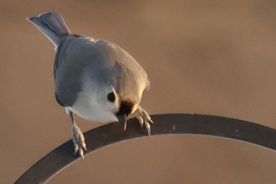 Американская гренадерка - ML646768023