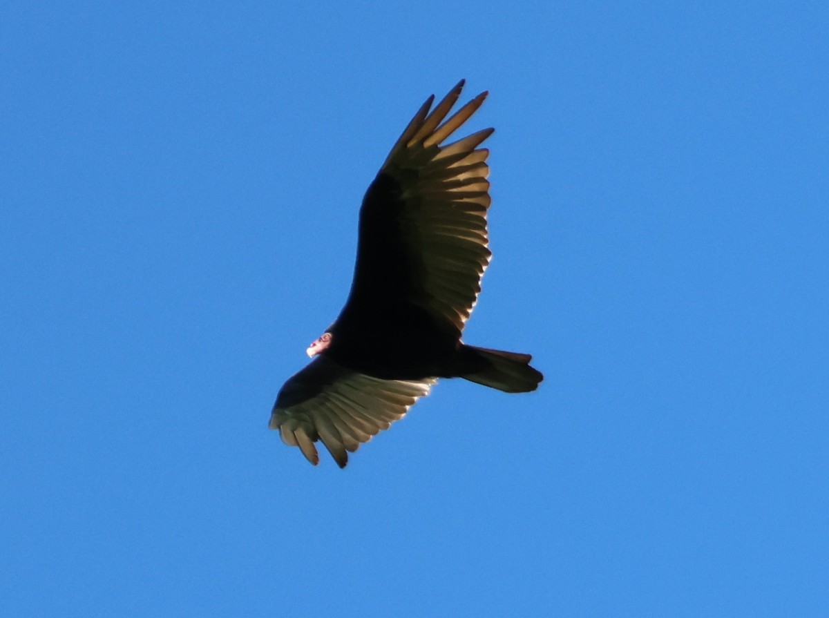 Turkey Vulture - ML646768024