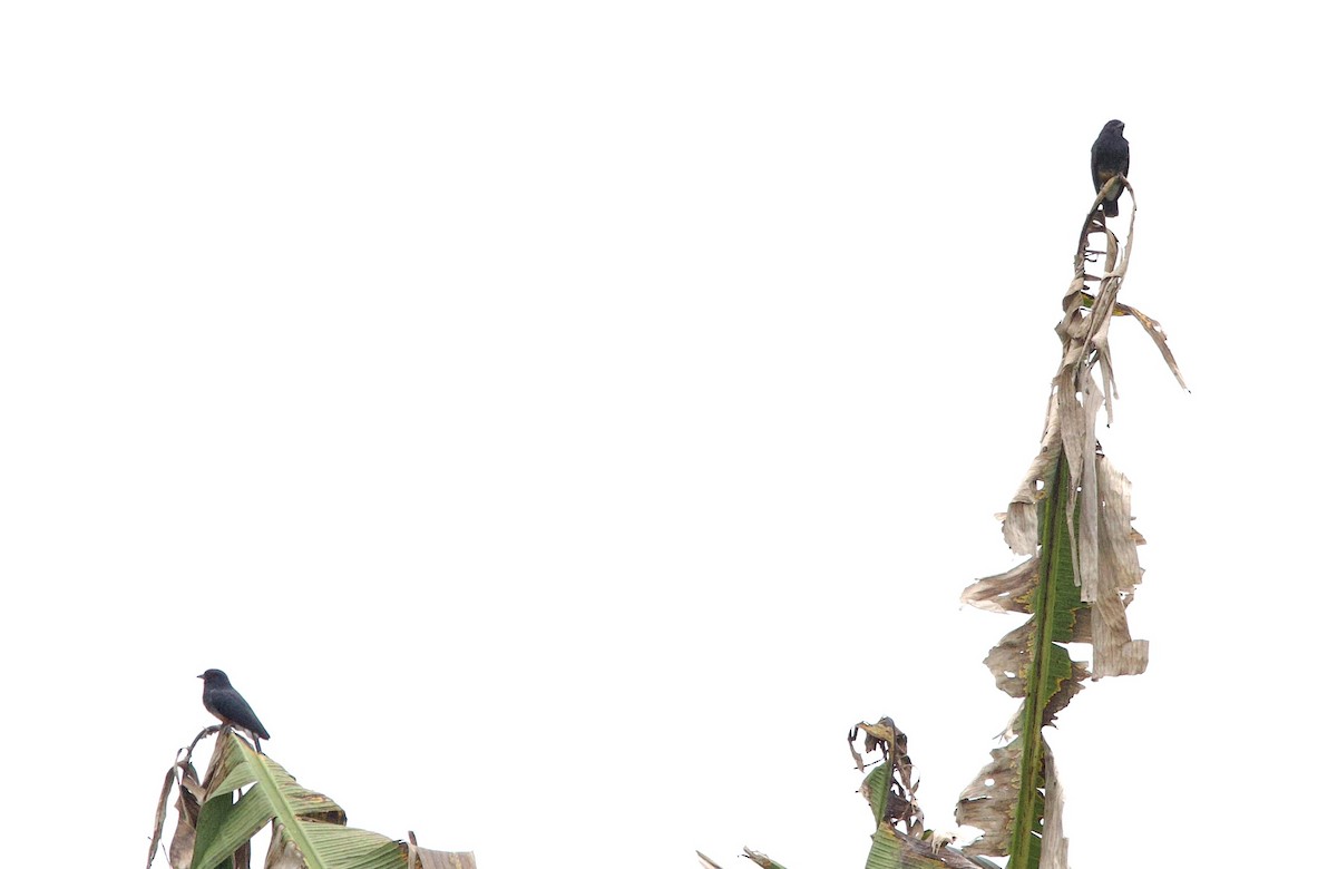 Barbacou à croupion blanc - ML646768034