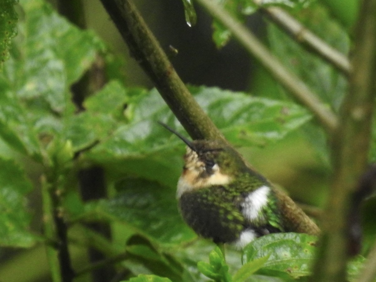 Amethyst Woodstar - ML646768035