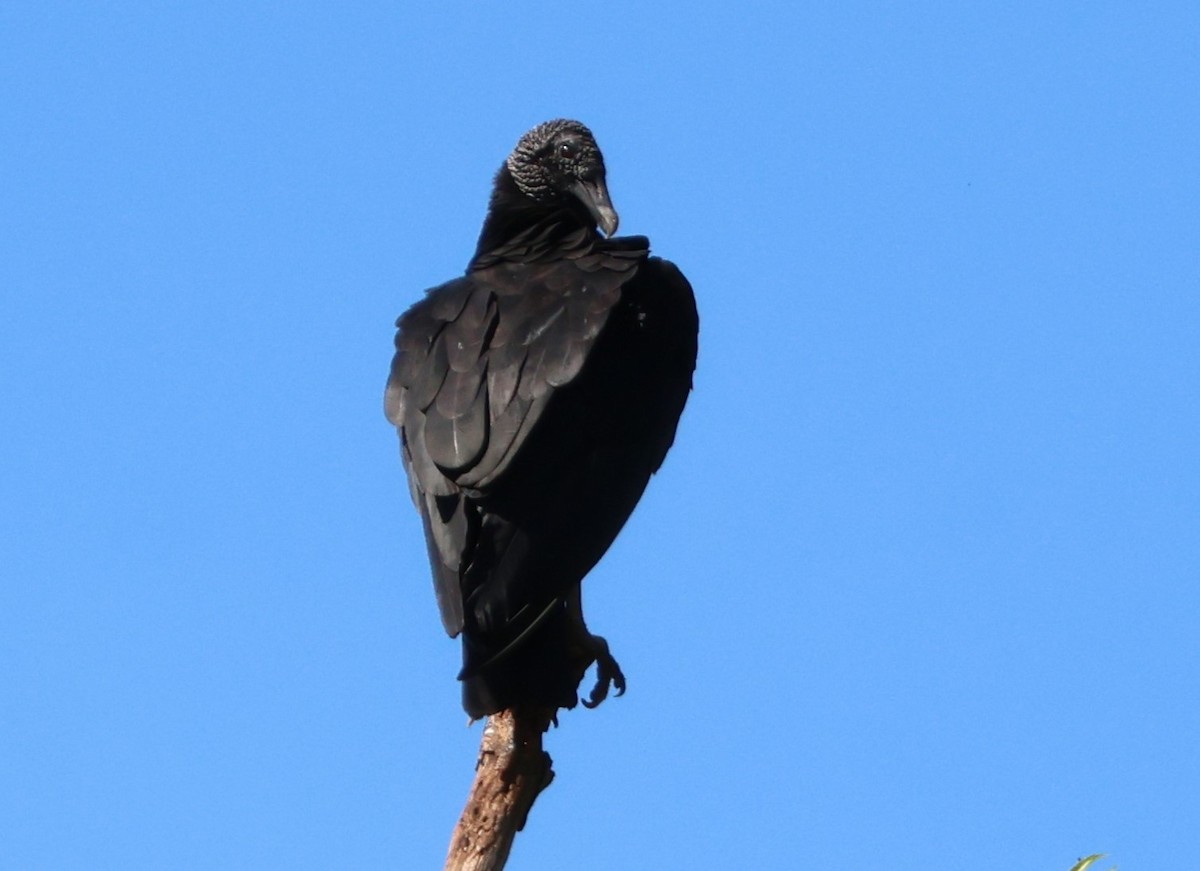 Катарта чорна - ML646768036