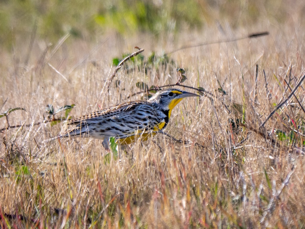 Western Meadowlark - ML646768037