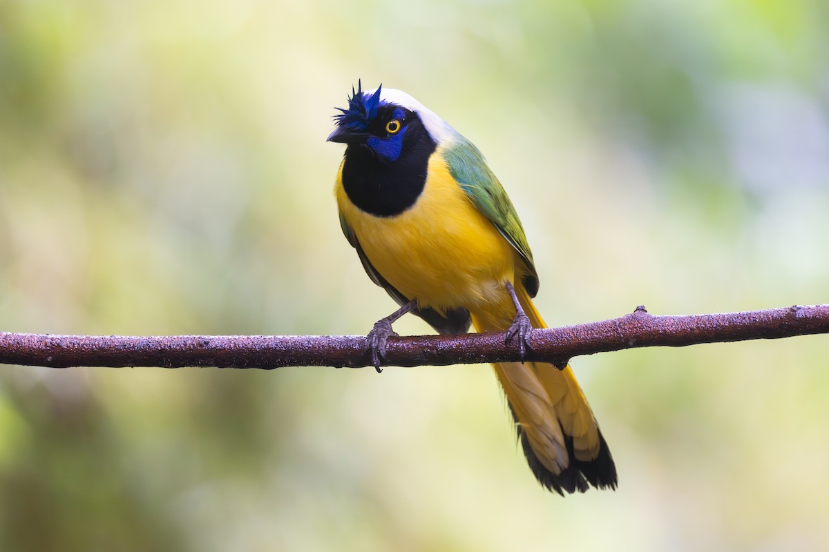 sojka zelenavá - ML646768038