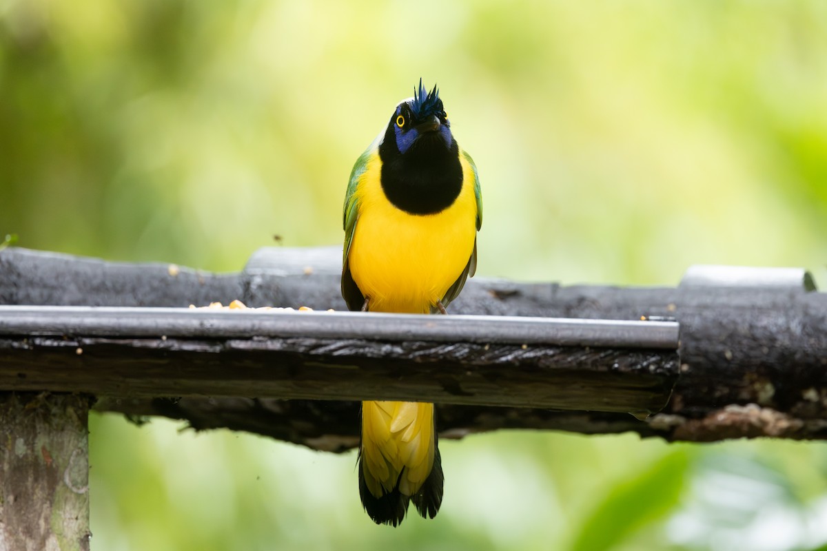 sojka zelenavá - ML646768039