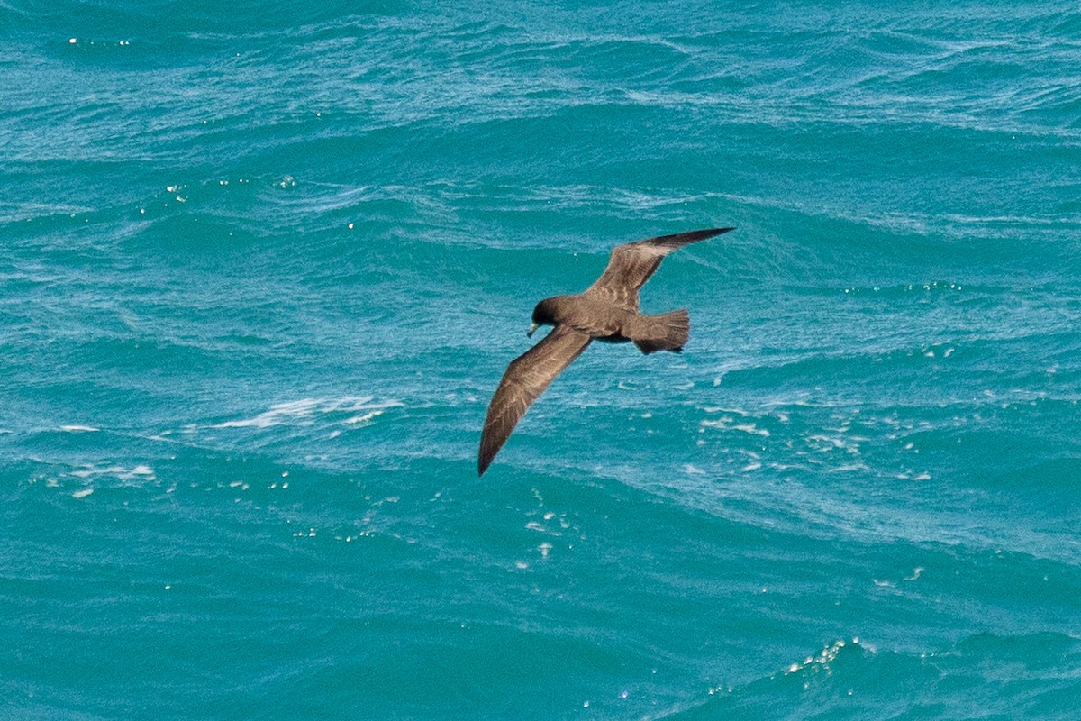 Буревісник новозеландський - ML646768047