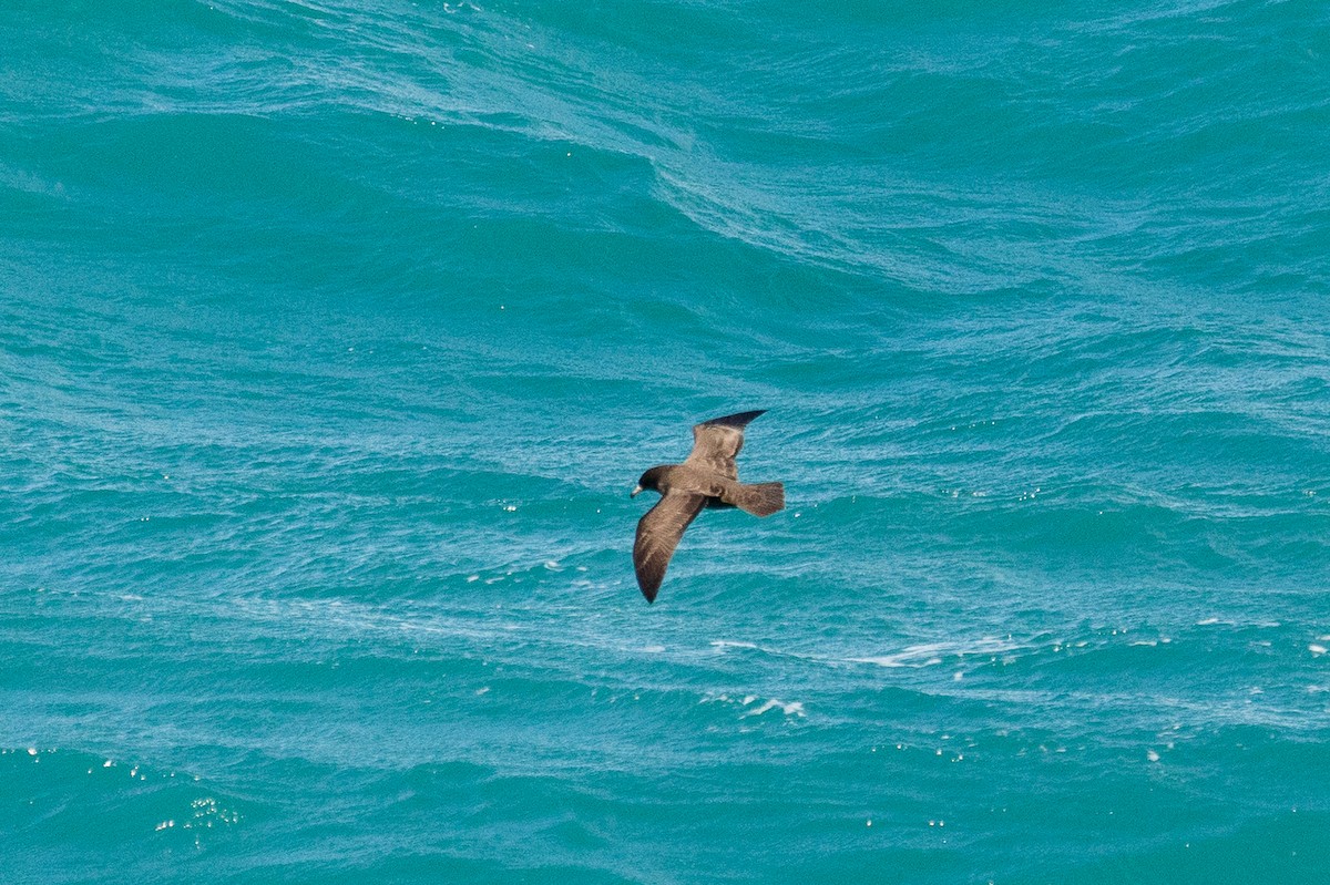 Буревісник новозеландський - ML646768048