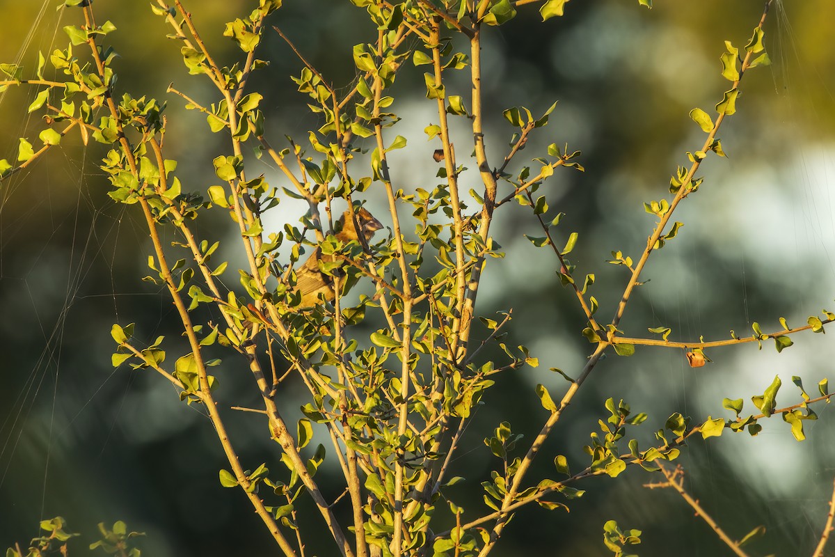 Blue Grosbeak - ML646768049