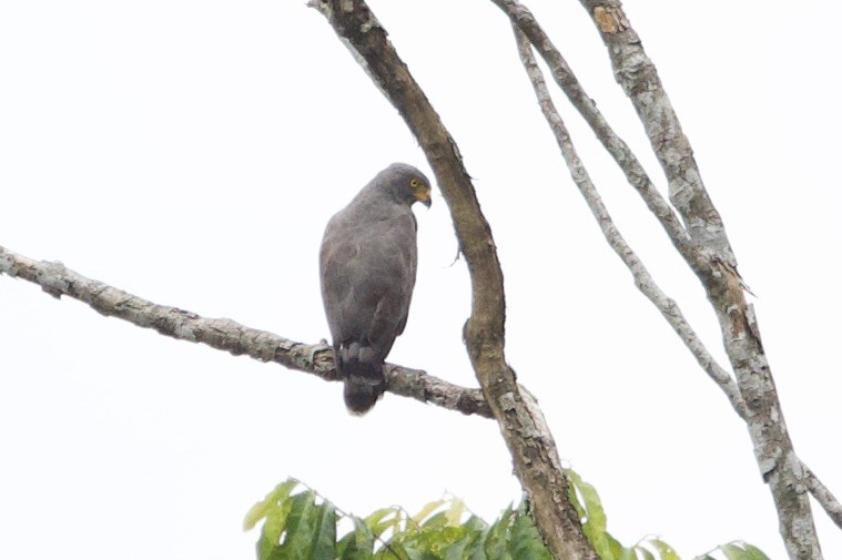 Buse à gros bec (groupe magnirostris) - ML646768056