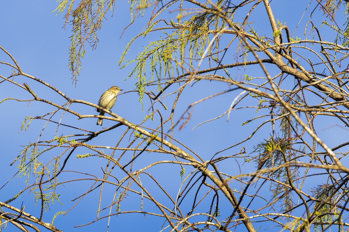 Yellow-rumped Warbler - ML646768059