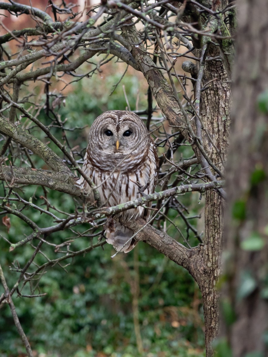 アメリカフクロウ - ML646768064