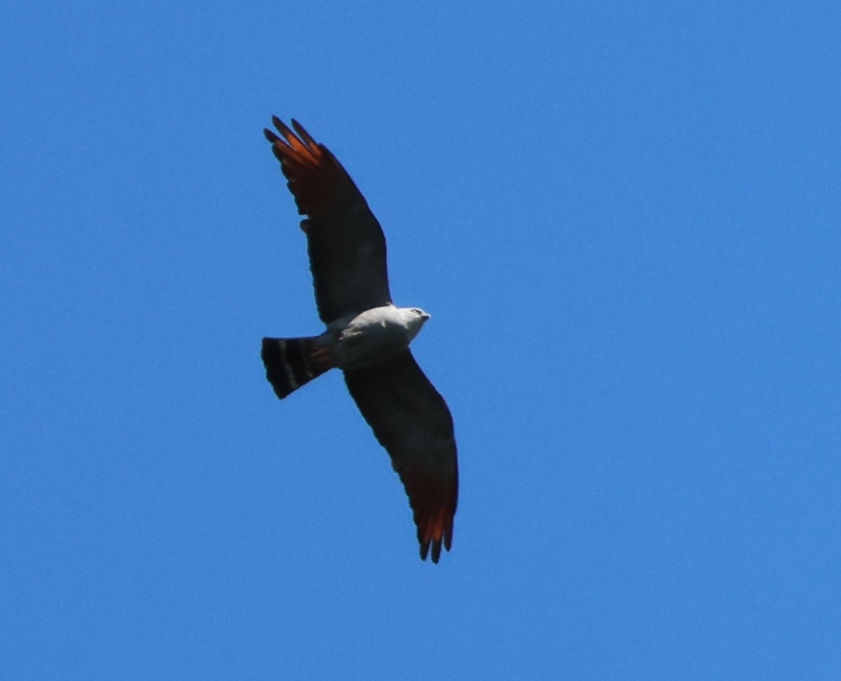 Plumbeous Kite - ML646768066