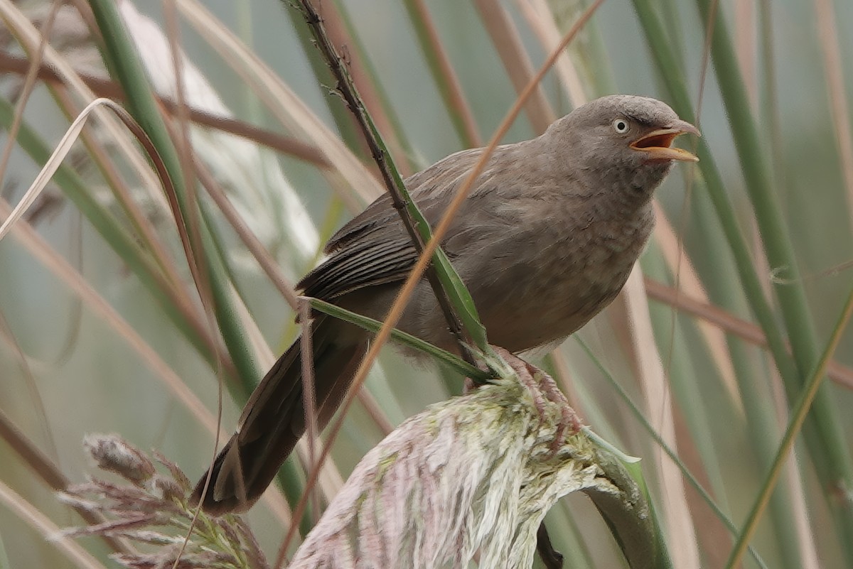 Oihan-kalapitaria - ML646768067