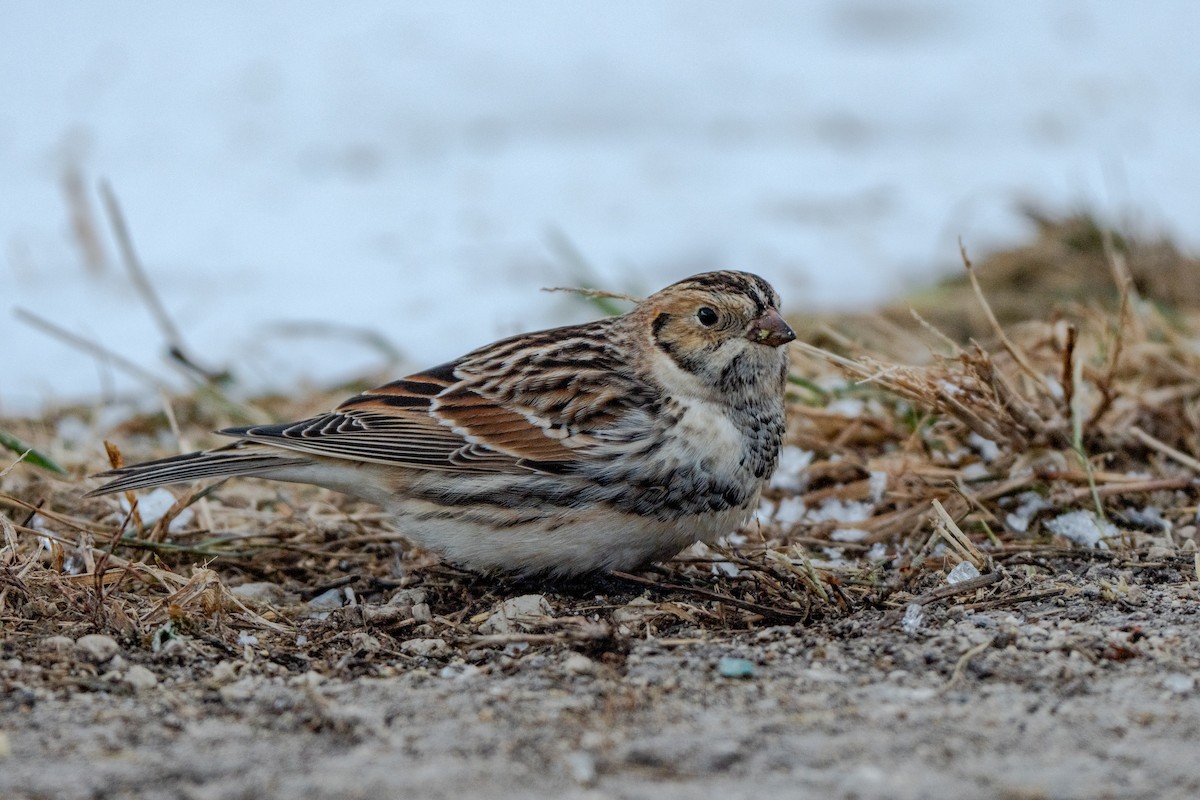 Подорожник лапландський - ML646768069