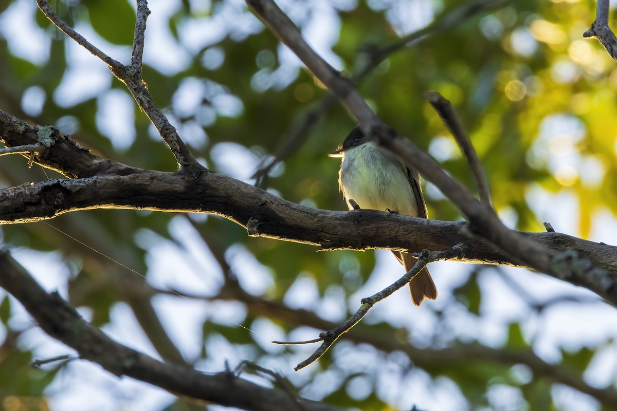 Eastern Phoebe - ML646768088