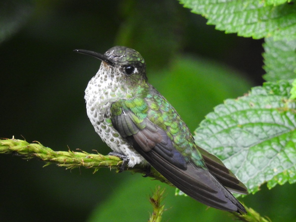 Colibri grivelé - ML646768089
