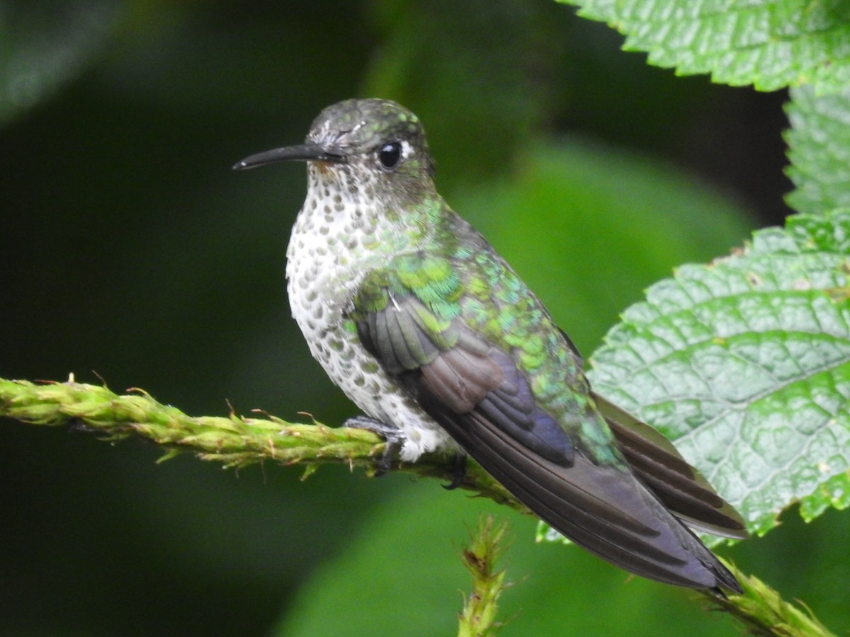 Colibri grivelé - ML646768090