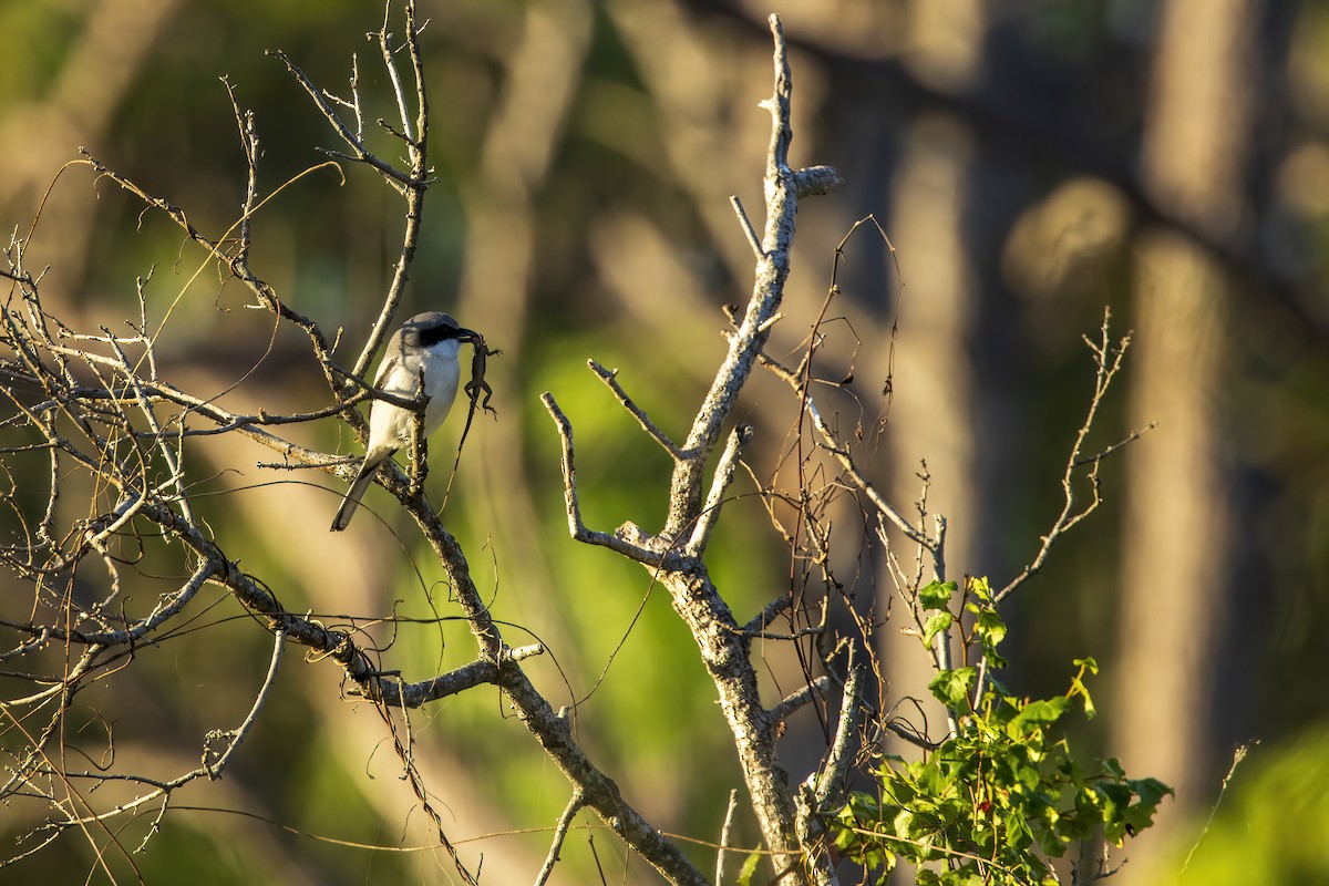 Loggerhead Shrike - ML646768092