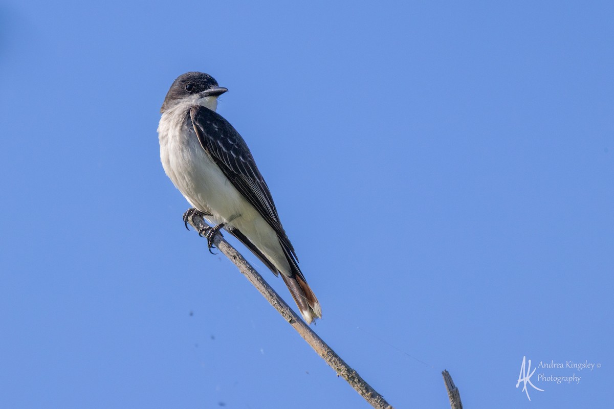 Tirano Oriental - ML646768093