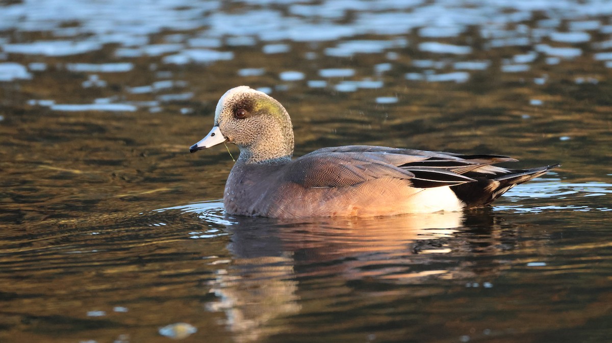 葡萄胸鴨 - ML646768095